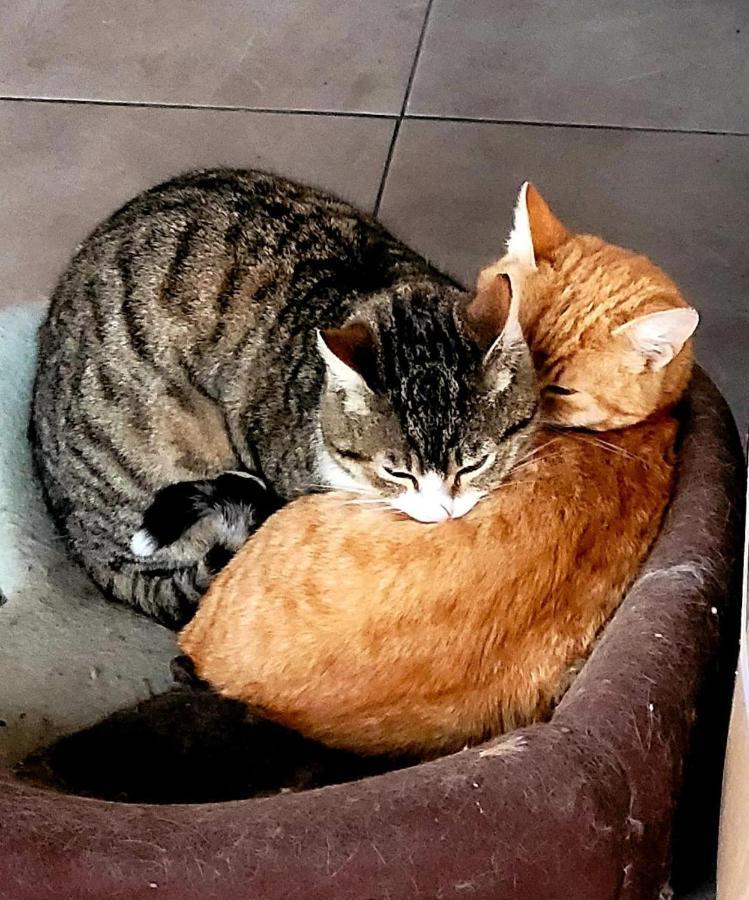 ホテル Casa Alba ナボダリ エクステリア 写真